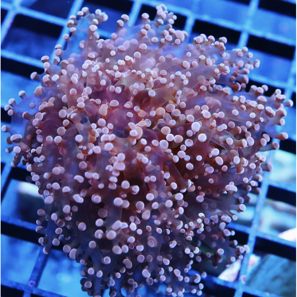 ORANGE FROGSPAWN CORAL